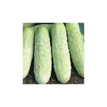 White Wonder Cucumber Seeds – Heirloom Cucumis sativus for Fresh Eating & Pickling, Vining, Packaged Seeds