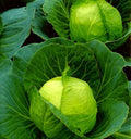 Golden Acre Cabbage Seeds - Non-GMO Vegetable Seeds for Home Garden, Brassica oleracea, Compact, Round Heads, 100+ Pack