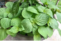 Shiso Seeds 100 Pack Perilla frutescens Japanese Basil Herb Annual Plant for Culinary Use