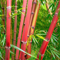 Bamboo Seeds 50 Red Panda Clumping Privacy Plant Bambusa multiplex for Shade Screens Garden Landscaping