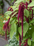Amaranth Seeds Love Lies Bleeding Non-GMO Organic Tassel Flower Heirloom Garden Seeds
