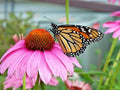 Purple Coneflower Seeds - 301+ Echinacea purpurea Wildflower Seeds for Pollinator Garden, Native Perennial, Drought-Resistant, Full Sun
