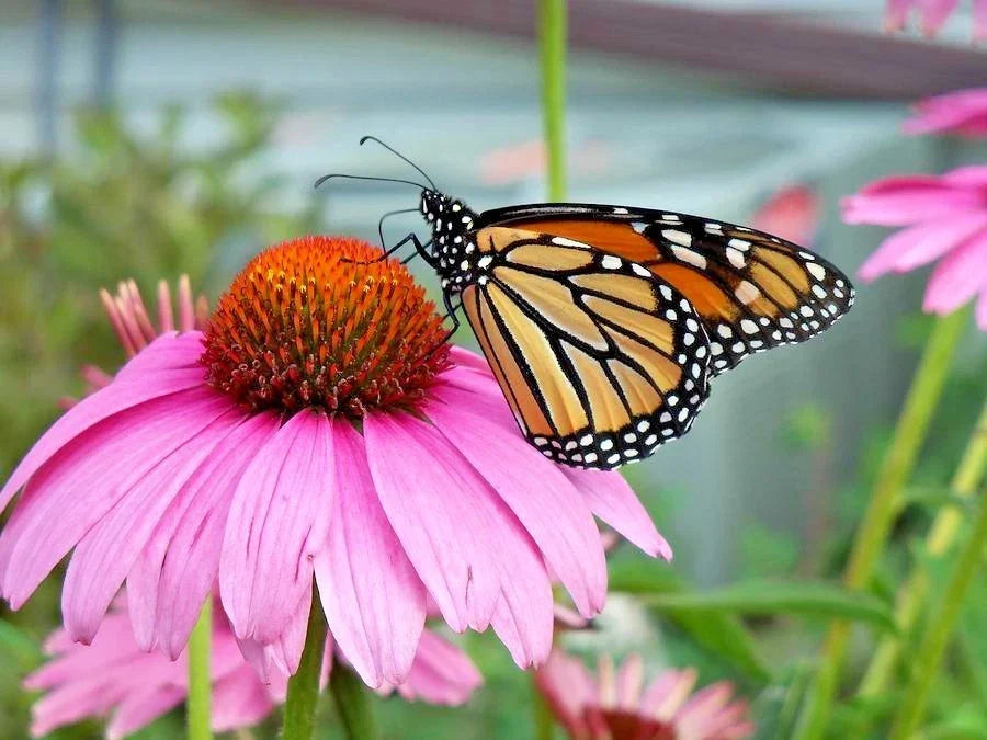 Purple Coneflower Seeds - 301+ Echinacea purpurea Wildflower Seeds for Pollinator Garden, Native Perennial, Drought-Resistant, Full Sun