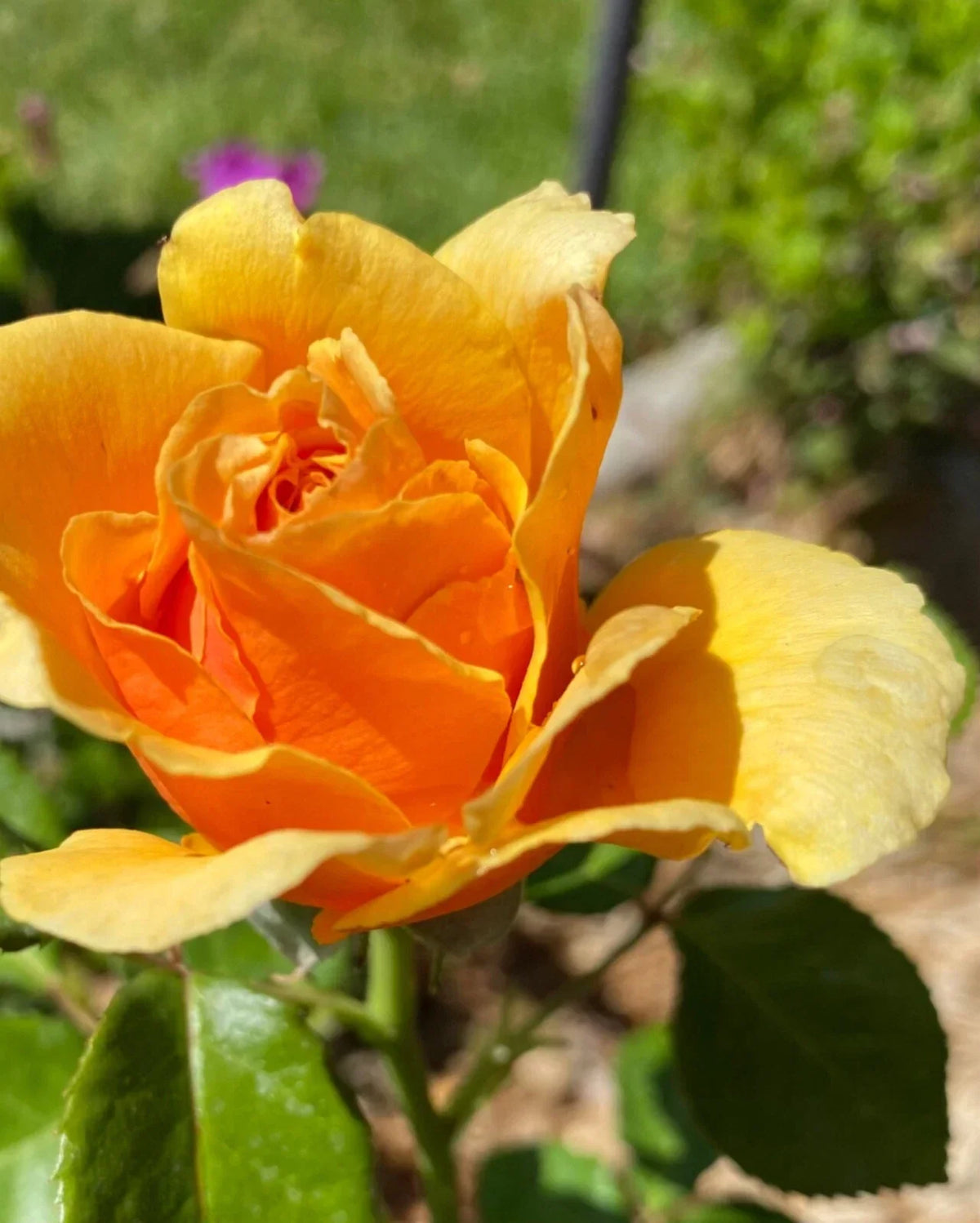 Yellow Apricot Rose Cuttings - Organic Grafting & Rooting, Rosa spp., Freshly Cut, Garden, Border, Container