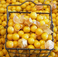 Ground Cherry Seeds 200+ Physalis pruinosa Indeterminate Husk Cherries Seed Pack Free Shipping