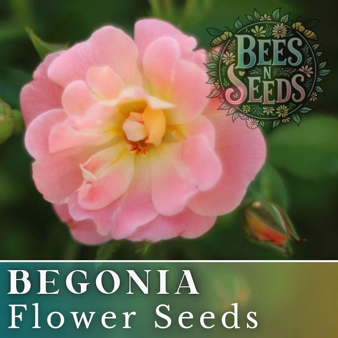 Fairy Kiss Begonia Seeds - Non-GMO Flower Seeds, 45 or 125, Vibrant Colors, Begonia x hybrida, Indoor & Outdoor Gardening