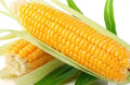 Sweet Golden Bantam Corn Seeds - Organic Non-GMO Heirloom, 5000+ Seeds for Home Garden, Fresh Eating & Canning, Zea mays