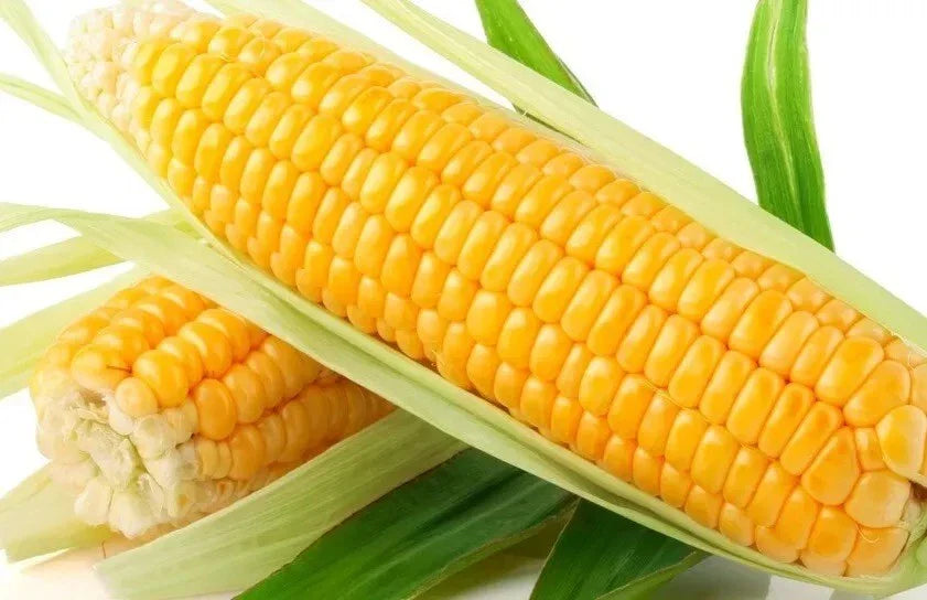 Sweet Golden Bantam Corn Seeds - Organic Non-GMO Heirloom, 5000+ Seeds for Home Garden, Fresh Eating & Canning, Zea mays