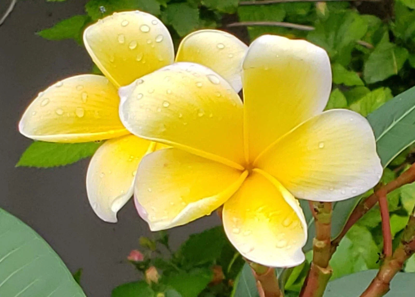 Yellow Plumeria Cuttings - Frangipani Plant Propagation, Tropical Flowering, Plumeria rubra var. acutifolia