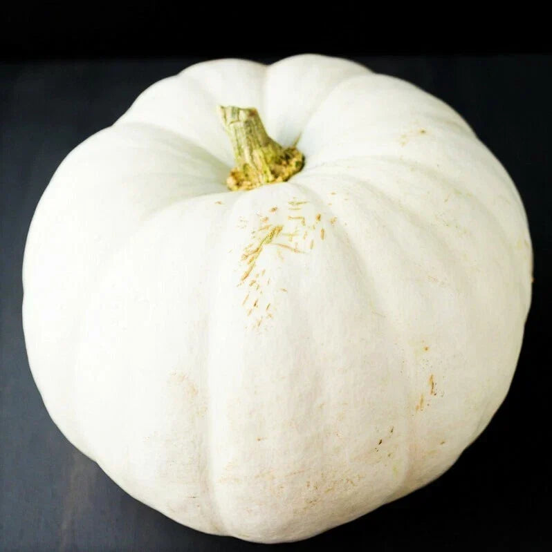 White Queen Pumpkin Seeds, Casper Ghost Lumina Polar Bear Variety, Non-GMO, 20 Seeds, Decorative & Culinary Cucurbita pepo