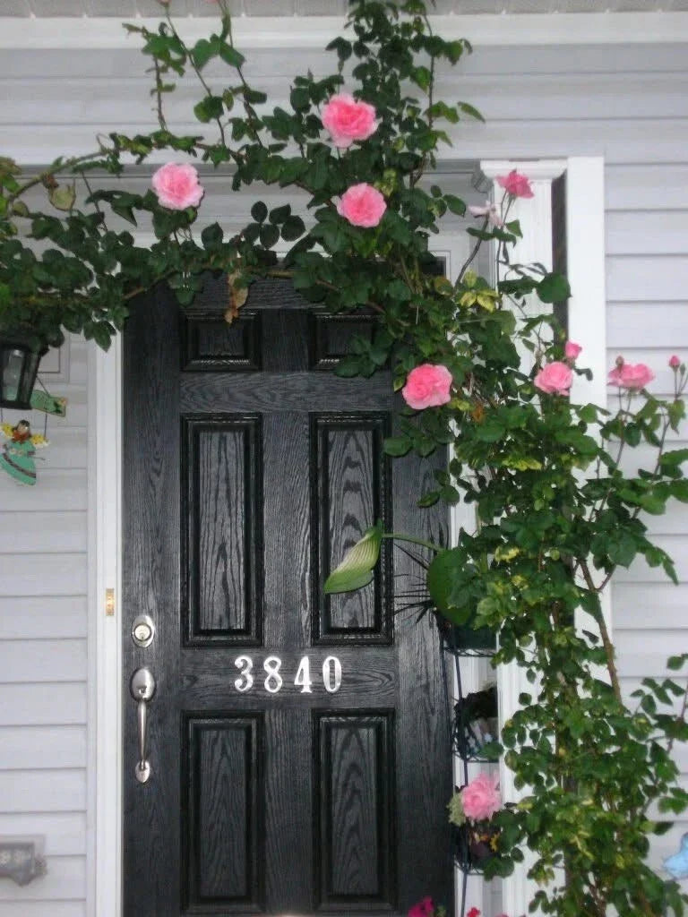 Queen Elizabeth Climbing Rose Cuttings – 4 Live Everblooming Pink Rose Plants Rosa 'Queen Elizabeth'
