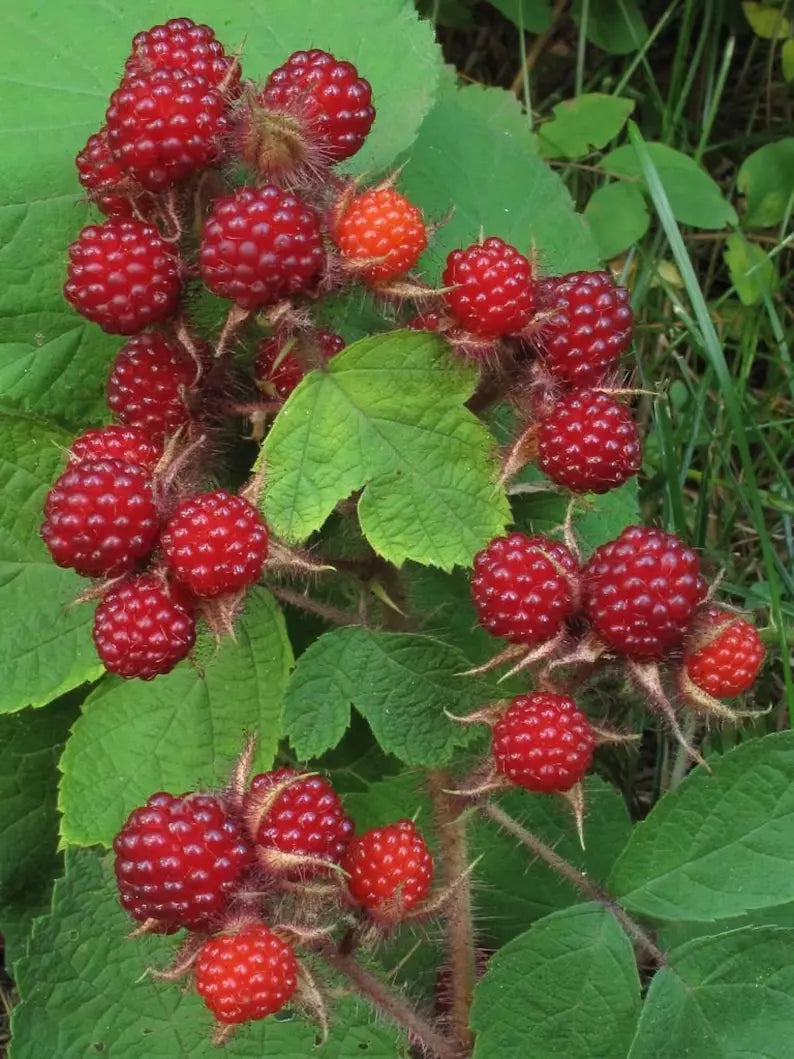 Wild Japanese Wineberry Bush - Bare Root Plant for Fruiting Berries - Rubus phoenicolasius