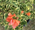 Orange Ice Variegated Bougainvillea Starter Plant - Bougainvillea glabra Plug for Garden, Patio, Container