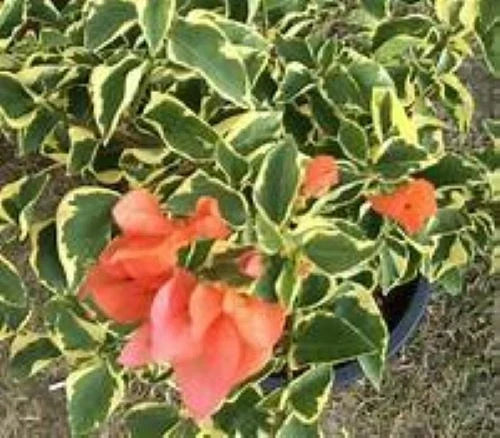 Orange Ice Variegated Bougainvillea Starter Plant - Bougainvillea glabra Plug for Garden, Patio, Container
