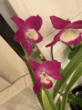 Dendrobium Orchid Cuttings for Propagation – Mixed Colors – Dendrobium nobile Plant Clippings