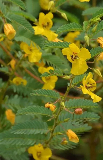 Partridge Pea Seeds – Non-GMO Wildflower Seeds for Native Gardens, Chamaecrista fasciculata, 100+ Seeds for Pollinator Attracting Planting