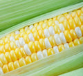 Peaches and Cream Sweet Corn Seeds - 75 Pack, Zea mays, Dual-Color Yellow and White, American Favorites, Garden Seeds