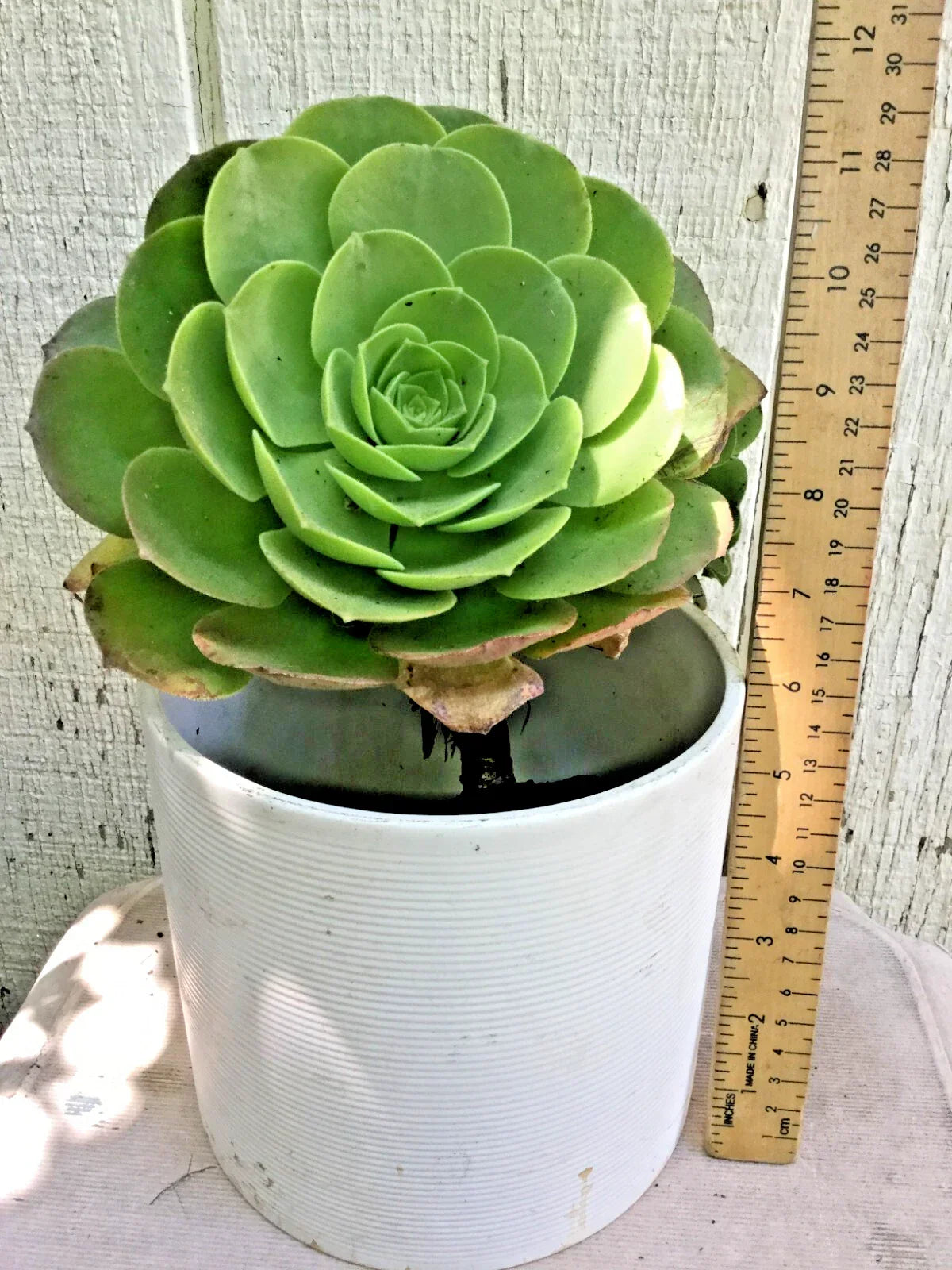 Big Rooted Aeonium Arboreum Succulent Plant - Green Rose, Indoor Outdoor Decor, Rosette, Drought Tolerant