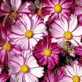 Cosmos Seeds 100 Ct Picotee Flower Seeds for Butterflies, Cosmos bipinnatus, Full Sun, Easy to Grow, Pollinator Attracting