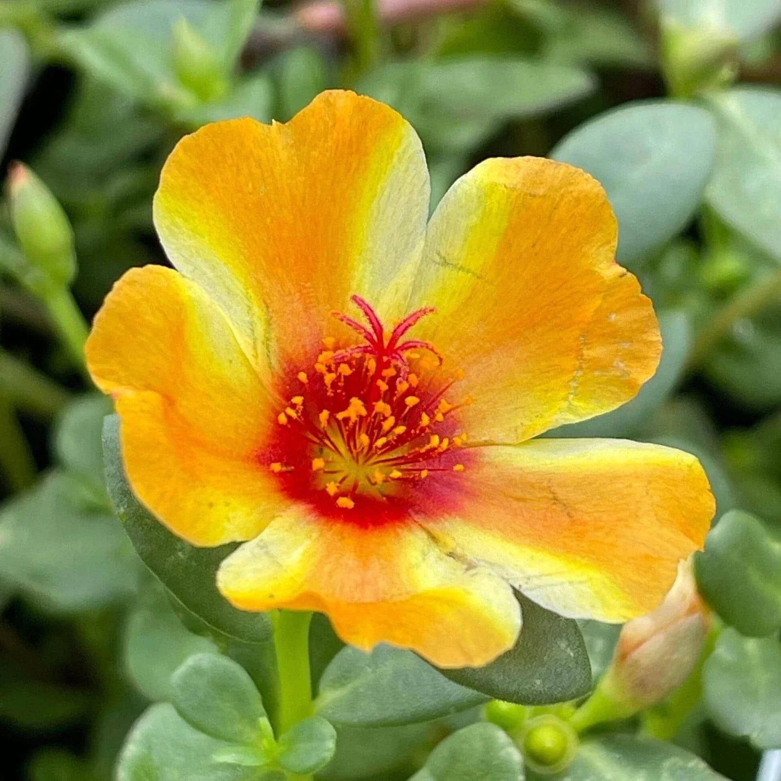 Mango Twist Portulaca - Colorful Purslane Succulent Seeds - US Seller