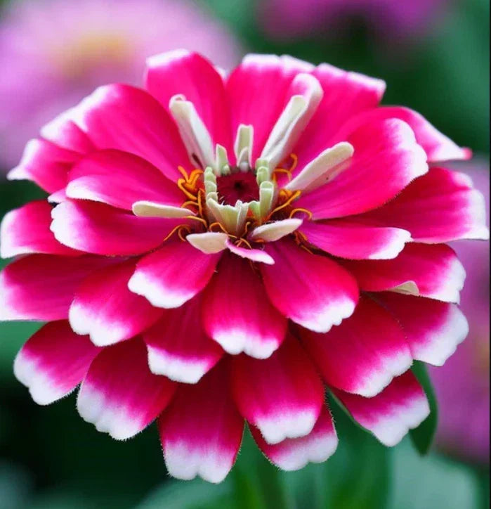 Zinnia Seeds - Bi-Color Pink & White - Attracts Butterflies & Hummingbirds - Zinnia elegans - Non-GMO, Pack of 100