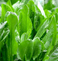 Large Leaf Sorrel Seeds | Rumex acetosa Herb Seeds for Culinary Use | Roselle Sour Asian Jamaican Rau Chua Seed Pack