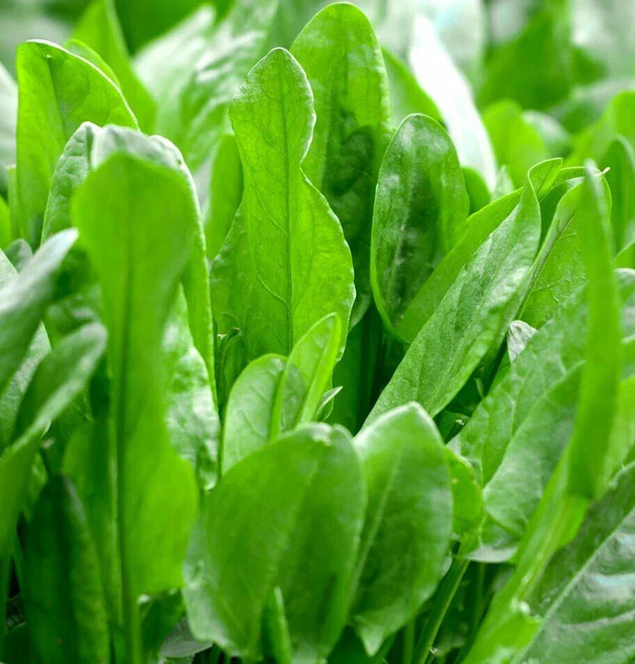 Large Leaf Sorrel Seeds | Rumex acetosa Herb Seeds for Culinary Use | Roselle Sour Asian Jamaican Rau Chua Seed Pack