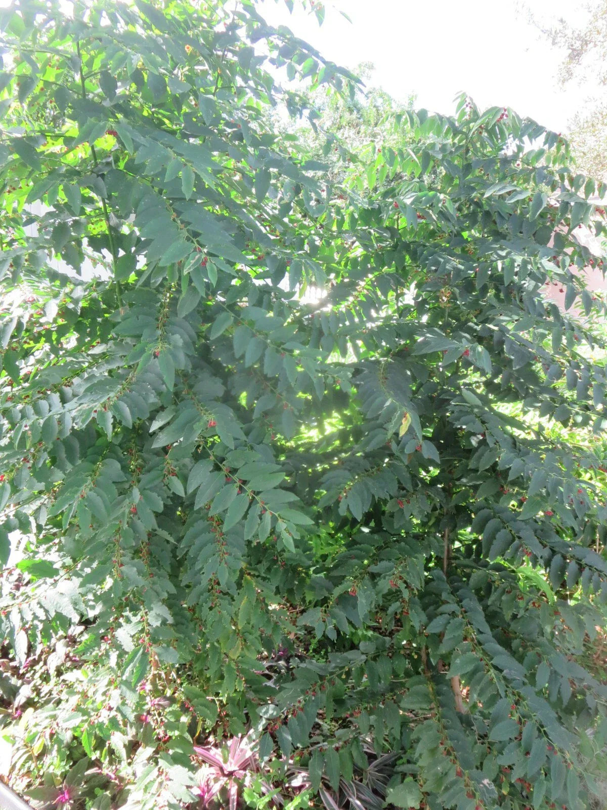 Katuk Star Gooseberry Cuttings - 5 Unrooted Stem Propagation Material - Sauropus androgynus Sweet Leaf Plant