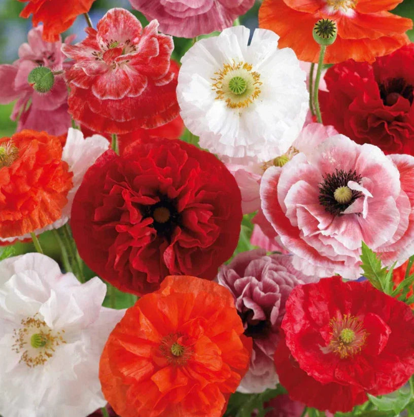Shirley Poppy Seeds Pack of 2000 | Mixed Double Pink Red White Blooms | Papaver rhoeas Non-GMO Flower Seeds