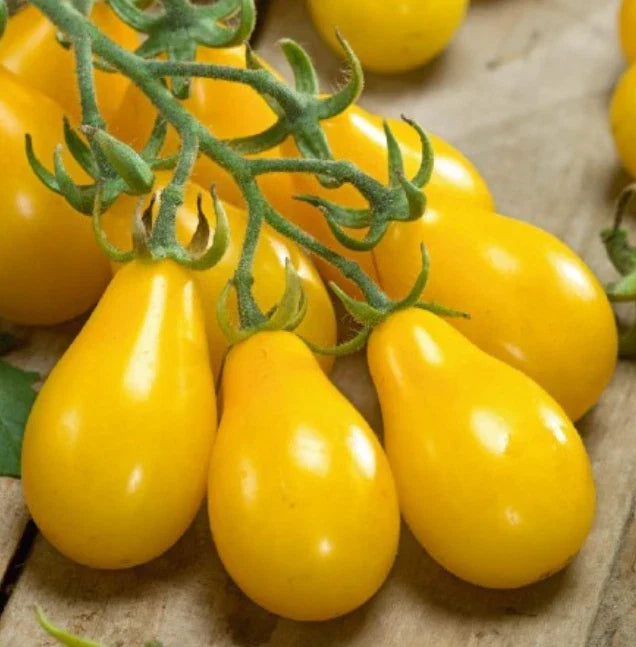 Yellow Pear Cherry Tomato Seeds - Indeterminate Heirloom Non-GMO, Solanum lycopersicum, 100 Seeds