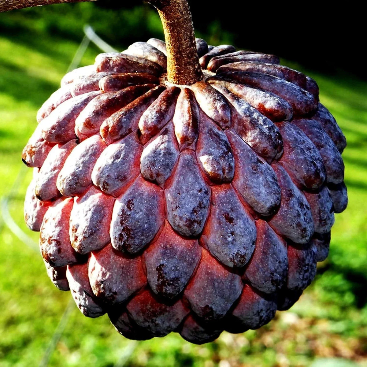Thai Purple Sugar Apple Tree Seeds - Annona squamosa, Rare Purple Sweetsop Fruit, 10 Pack, Exotic Fruit Tree Seeds