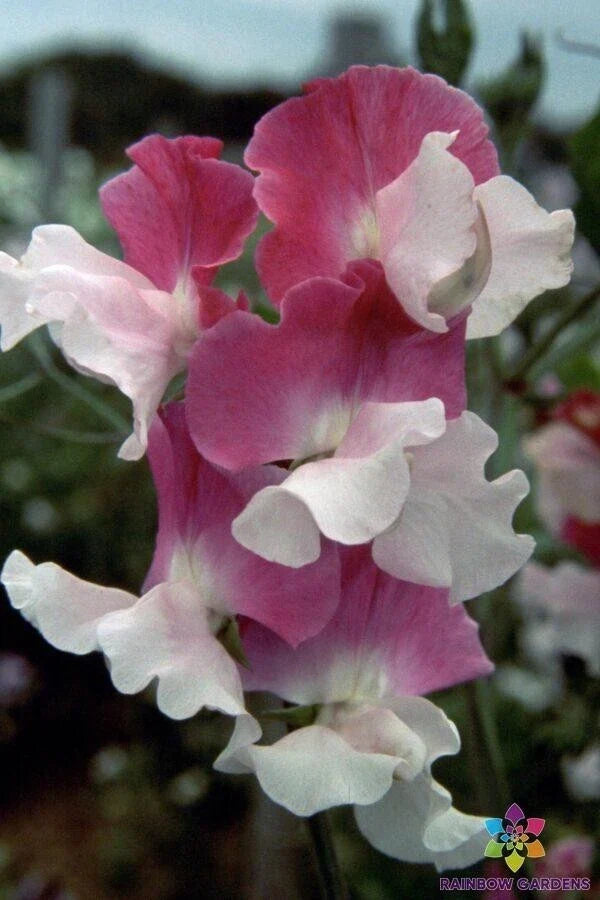 Route 66 Sweet Pea Seeds - 50+ Pack, Fragrant Annual Climbing Vine, Lathyrus odoratus, USA Made