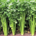 Chinese Celery Seeds - Leaf Celery Variety for Planting 2025, Apium Graveolens Nan Ling, Aromatic Leaves, Non-GMO Seed Packet