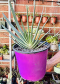 Aloe Plicatilis Fan Aloe Plant - Bare Root Succulent with Unique Fan-Shaped Leaves, Drought-Tolerant, Indoor or Outdoor Gardening
