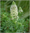 Mignonette Seeds – 285 White Reseda Odorata Flower Seeds for Gardens & Containers, Fragrant, Easy to Grow