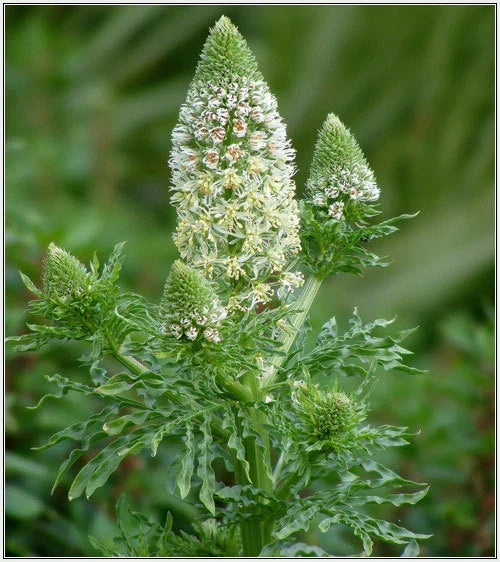 Mignonette Seeds – 285 White Reseda Odorata Flower Seeds for Gardens & Containers, Fragrant, Easy to Grow