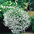Lobelia Seeds 100 Pack White Lady Annual Flower Seeds Lobelia erinus for Borders & Containers