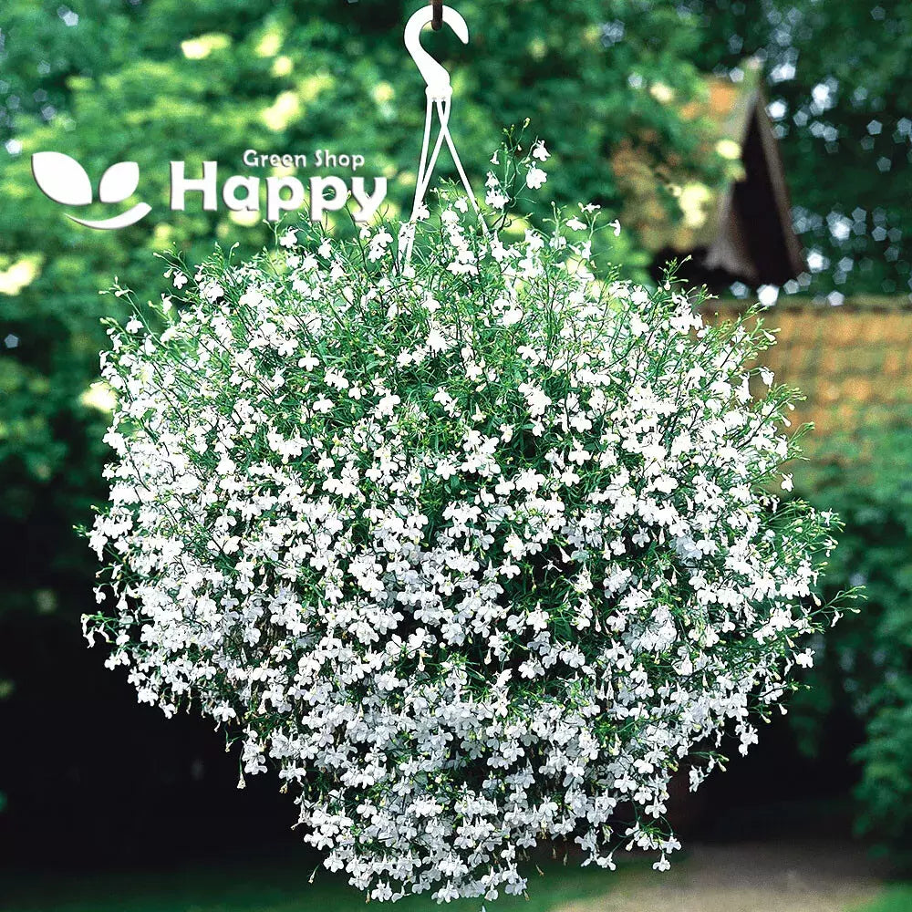 Lobelia Seeds 100 Pack White Lady Annual Flower Seeds Lobelia erinus for Borders & Containers