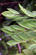 Cocobolo Tree Seeds for Planting - Dalbergia retusa Hardwood Seeds for Fine Woodwork