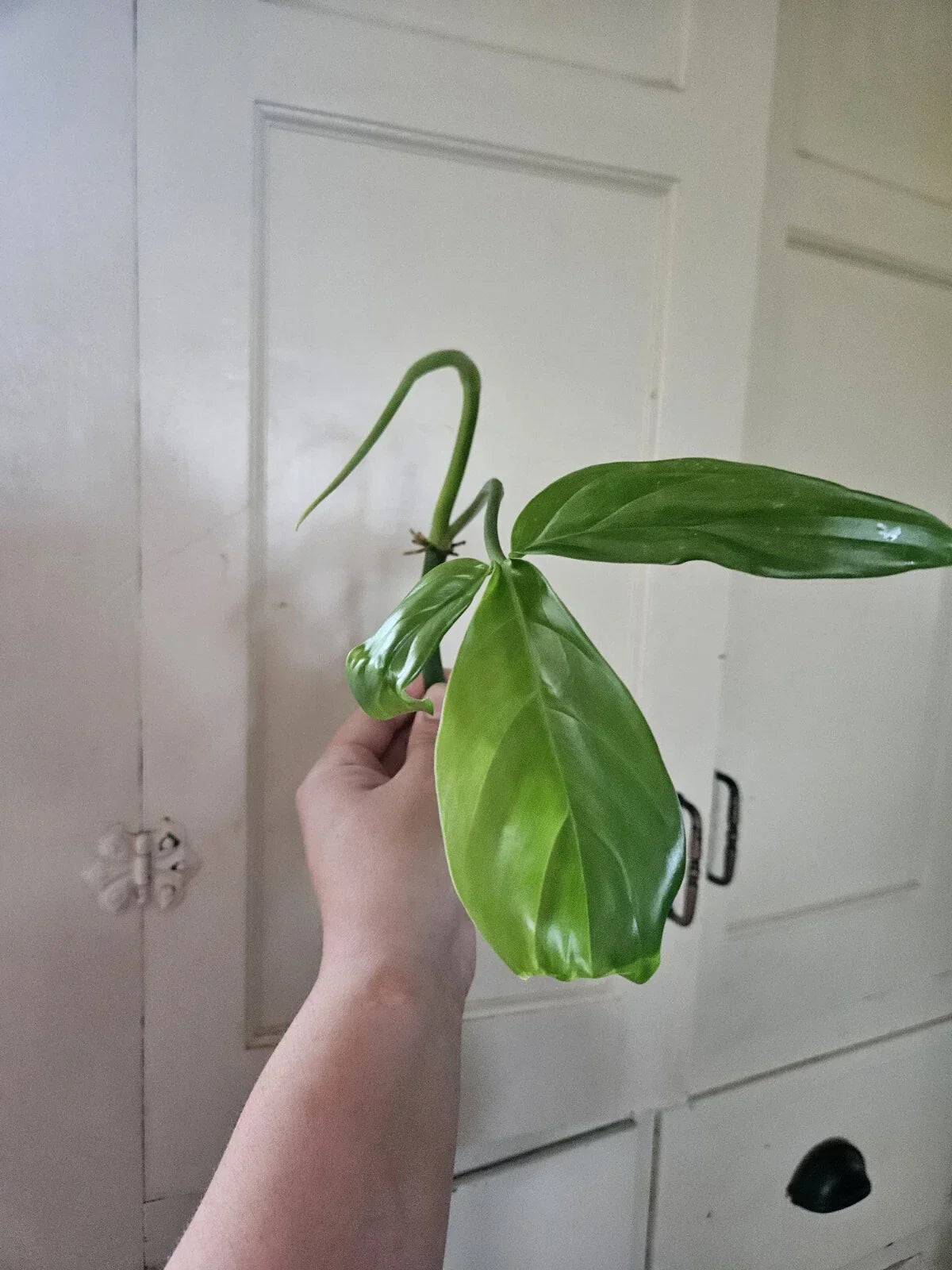 Philodendron Tripartitum 1 Node Cutting - Rare Tropical Houseplant - Exotic Indoor Plant - Araceae, South America