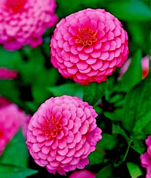 Pink Zinnia Flower Seeds - 100+ Annual Cut Flowers for Garden & Bouquets - Zinnia elegans Luminosa