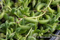 String of Bananas Cuttings 4-6" Succulent Plant Senecio radicans for Propagation & Decor - 6 Healthy Trailing Cuttings