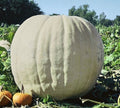 Show Winner White Giant Pumpkin Seeds | 10 Seeds | Large White Gourds | Cucurbita maxima