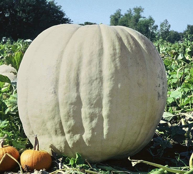 Show Winner White Giant Pumpkin Seeds | 10 Seeds | Large White Gourds | Cucurbita maxima