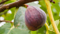 Olympian Fig Seeds - 100+ Pack for Garden Planting - Ficus carica - Deciduous Fruit Tree, Edible Figs, USA Grown