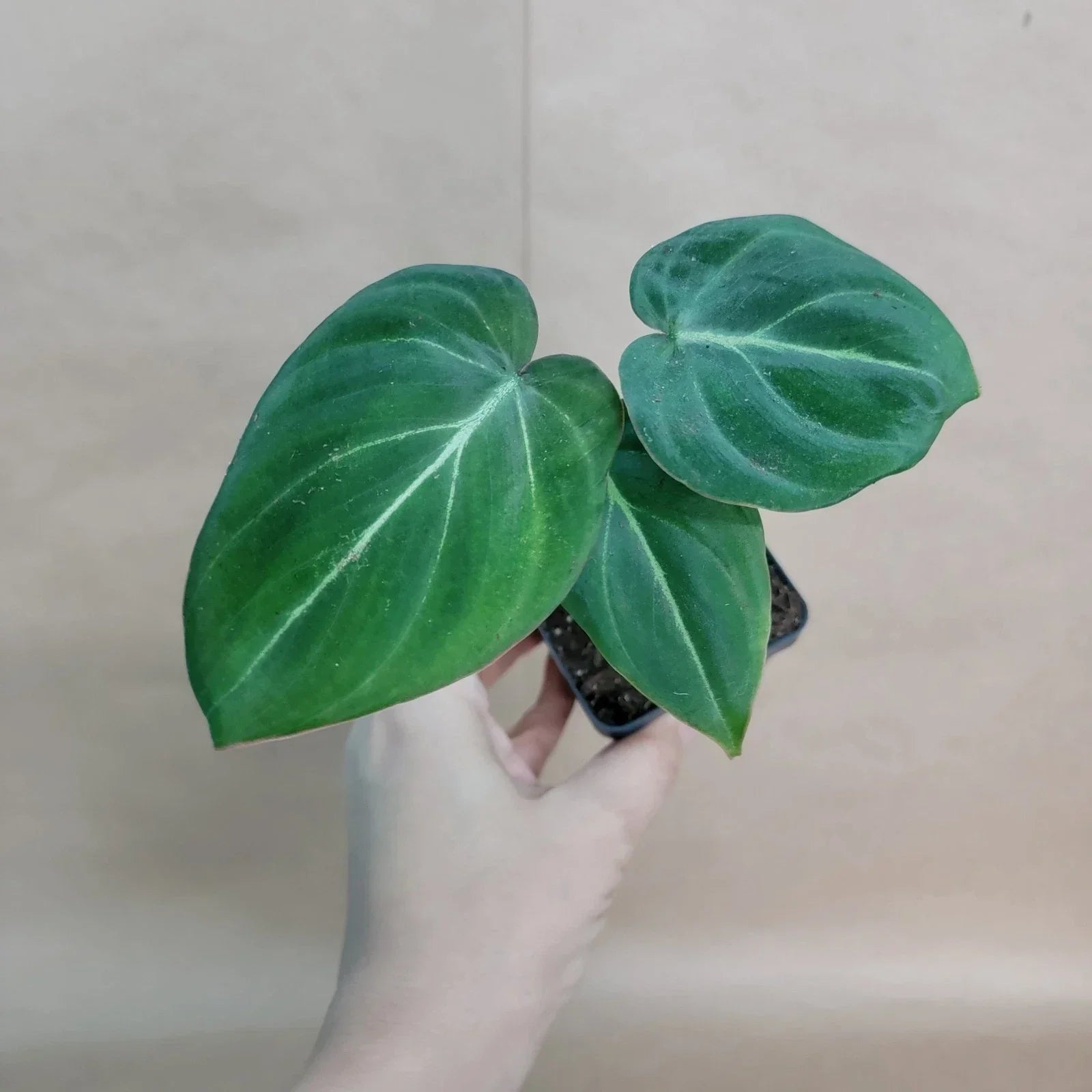 Philodendron Gloriosum Plant - 4-Inch Velvet Aroid - Rare Indoor Houseplant - Healthy Rooted Live Plant