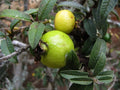 Guava Seeds - 50 Psidium Guajava Nana Tropical Fruit Planting Seeds for Small Gardens, Pots, USA