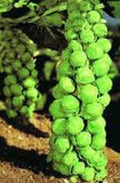 Brussel Sprout Seeds, 100 Non-GMO Heirloom, Churchill Variety, Compact Brassica oleracea var. gemmifera for Home Gardening