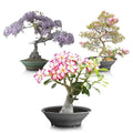 Flowering Bonsai Tree Seeds Bundle #2 - All Flowering Varieties, Vibrant Colors, Multiple Species