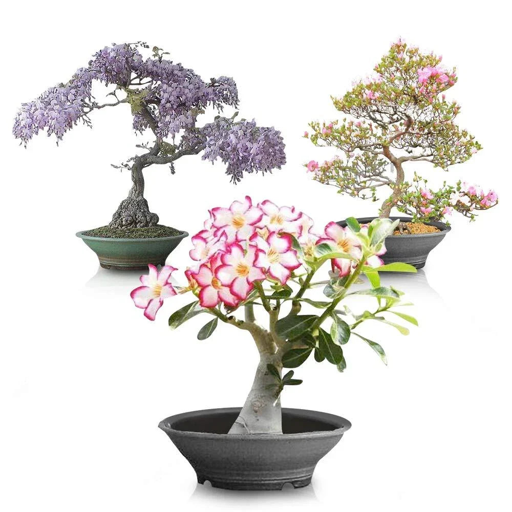 Flowering Bonsai Tree Seeds Bundle #2 - All Flowering Varieties, Vibrant Colors, Multiple Species